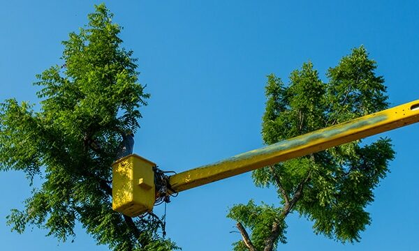 4 Essential Marketing Strategies to Boost Your Tree Service Business