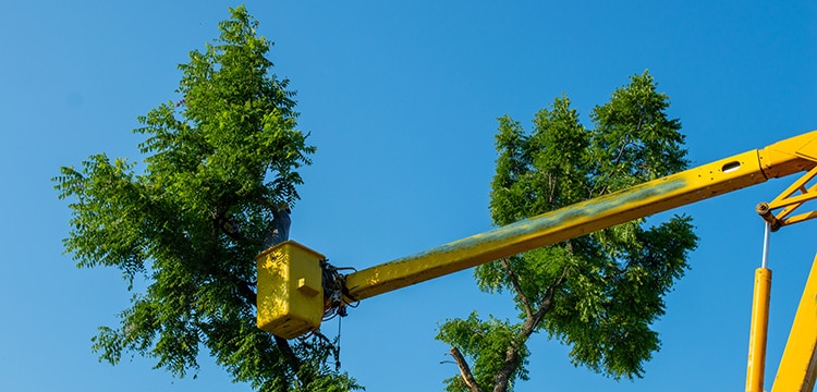 4 Essential Marketing Strategies to Boost Your Tree Service Business